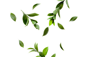 Spring background with young green plants and leaves on white background top view