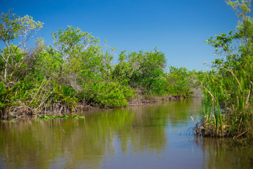 Everglades National Park. Swamps of Florida. Big Cypress National Preserve. Florida. USA.