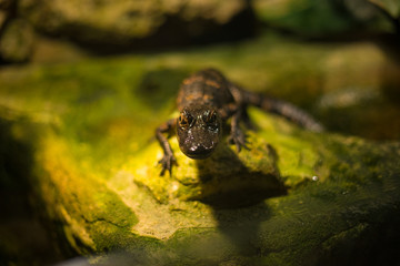 Baby alligator in Everglades National Park, Florida, USA. 