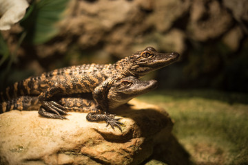 Baby alligator in Everglades National Park, Florida, USA. 