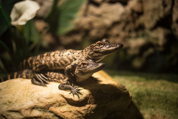 Baby alligator in Everglades National Park, Florida, USA. 