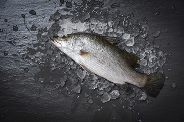 Fresh sea bass fish for cooking / Raw seabass on ice ocean gourmeton dark background in the restaurant