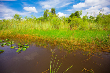 Obraz na płótnie Canvas Everglades National Park. Swamps of Florida. Big Cypress National Preserve. Florida. USA.