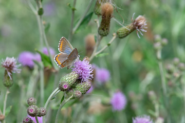 Lycaenidae / Gümüş Lekeli Esmergöz / / Plebejus argus
