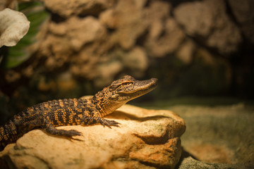 Baby alligator in Everglades National Park, Florida, USA. 