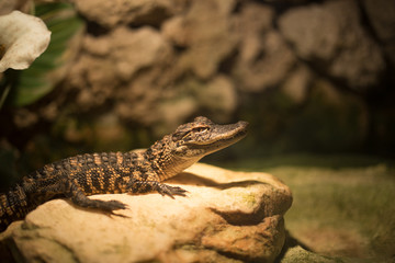 Baby alligator in Everglades National Park, Florida, USA. 