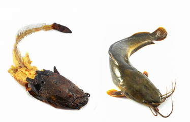 Fototapeta premium fresh raw catfish and fishbone from grilled catfish isolated on white background