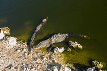 Florida alligators in Everglades National Park. Big Cypress National Preserve.