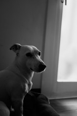 Jack Russell terrier. White dog