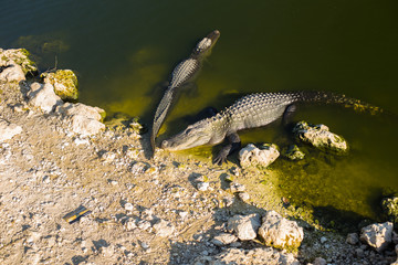 Florida alligators in Everglades National Park. Big Cypress National Preserve.
