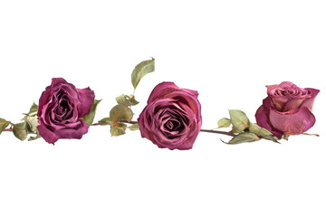 Three pink roses flowers in line on white background isolated, border for poster, holiday banner,...