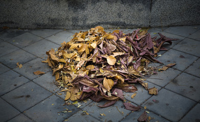 A large stack of leaves from the sweeping courtyard of the park in the summer awaits disposal.
