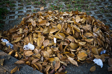 A large stack of leaves from the sweeping courtyard of the park in the summer awaits disposal.