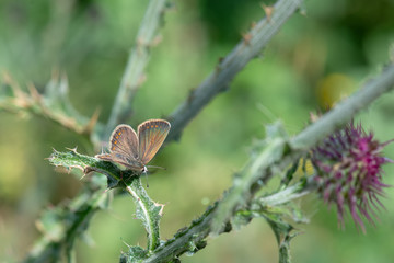 Lycaenidae / Çokgözlü Ormanesmeri / / Polyommatus artaxerxes