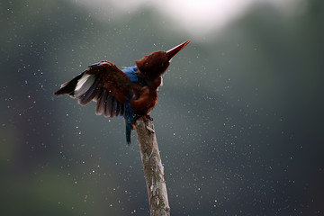 kingfisher splash water, rain shower bird