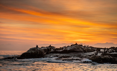 Seals silhouettes on Sunrise Background.   Seal Island on sunrise. Cape fur seal (Arctocephalus pusilus). False Bay, South Africa