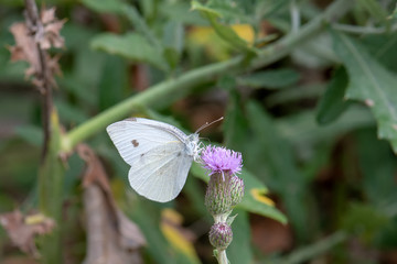 Pieridae / Küçük Beyazmelek / / Pieris rapae