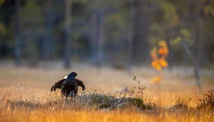 Lekking black grouse (Tetrao tetrix). Sunrise Backlight. Autumn, Early morning .  Natural habitat.