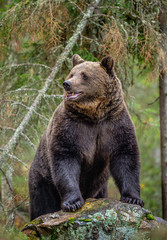 Bear on a rocks. Adult Big Brown Bear in the autumn forest.  Scientific name: Ursus arctos. Autumn season, natural habitat.