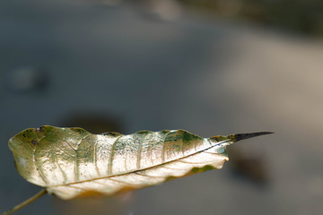 golden leaf with burred background
