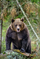 Plakat Bear on a rocks. Adult Big Brown Bear in the autumn forest. Scientific name: Ursus arctos. Autumn season, natural habitat.