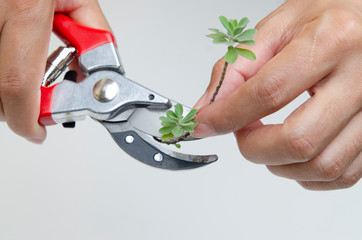 Pruning shears and  tree branch, Gardening concept - 249441001