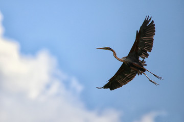spread heron purple wings