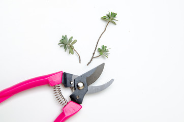 Pruning shears and  tree branch, Gardening concept - 249441005