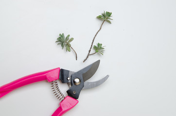 Pruning shears and  tree branch, Gardening concept - 249441024