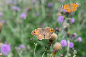 Fototapeta premium Satyridae / Çayır Esmeri / / Maniola jurtina
