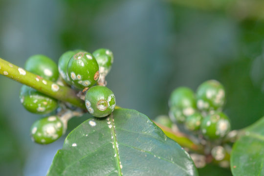 Coffee bean green fruits closeup with cochineal plague - not mature - Coffea arabica