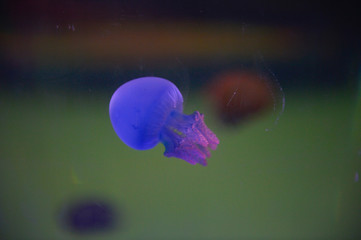 The beautiful jellyfish