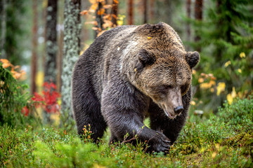 Brown bear in the autumn forest.  Scientific name: Ursus arctos. Natural habitat.