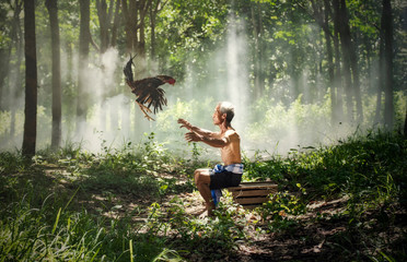 rooster fighting cock and uncle owner / old man farmer hold and throw gamecock on hand © Bigc Studio