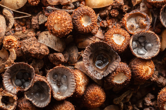 Brown mushroom pattern