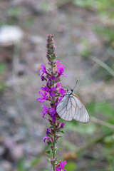 Pieridae / Alıç Kelebeği / Black-veined White / Aporia crataegi