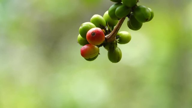 colorful coffee berries