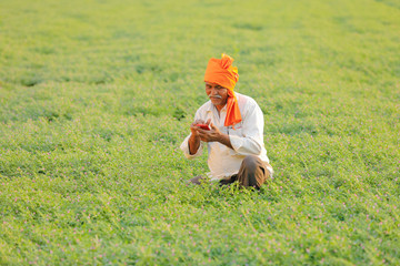 Naklejka na ściany i meble Indian farmer using mobile phone at chickpea field