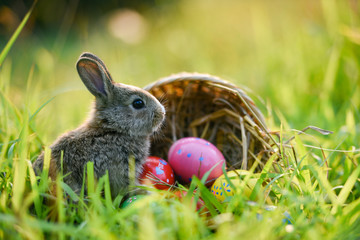 Easter bunny and Easter eggs on green grass outdoor - 249443405