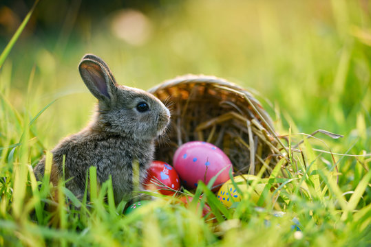 Easter bunny and Easter eggs on green grass outdoor