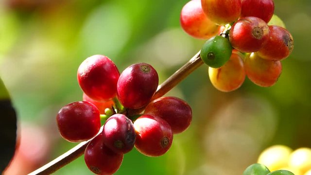 colorful coffee berries