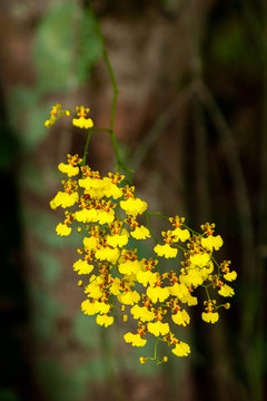 A lot of small yellow Oncidium Orchids flowers - golden orange nature beautiful