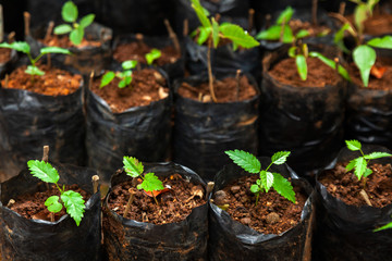 Lot of different plastic seedling bags with small plants - seeding growing