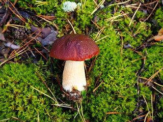 Wild organic white mushroom in the forest