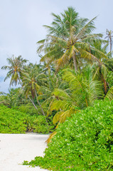 Fototapeta na wymiar Landscape tropical plants and trees island of Biyadhoo Maldives