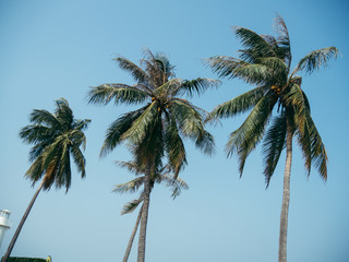 Coconut trees against blue sky.
