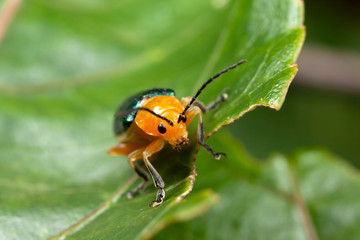 Shining Flea Beetle - Asphaera lustrans on leaf