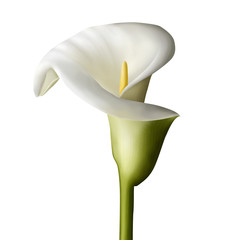 calla lily flower isolated on white background