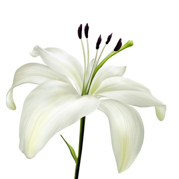 Lily Isolated On White Background