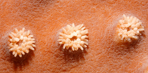 Three Coral Polyps